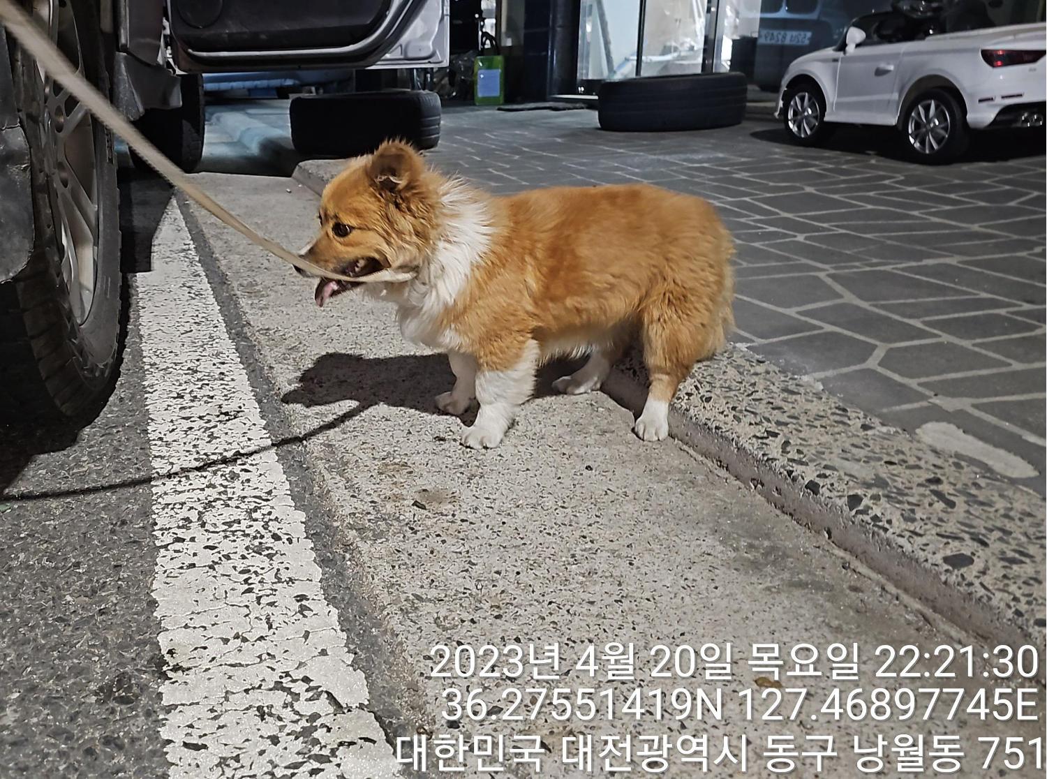 대전동물보호센터_430364202300124